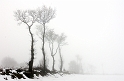 arbre 15_01_10n01